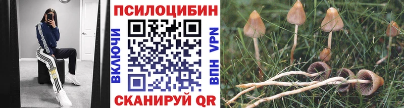 купить наркотики сайты  Шахунья  Псилоцибиновые грибы мицелий 